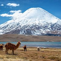 Buy canvas prints of Alpacas and volcano, Chile landscape by Delphimages Art