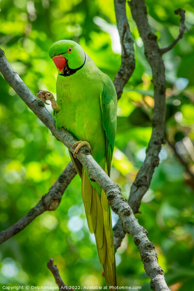 Wild parakeet in St James park, London Picture Board by Delphimages Art