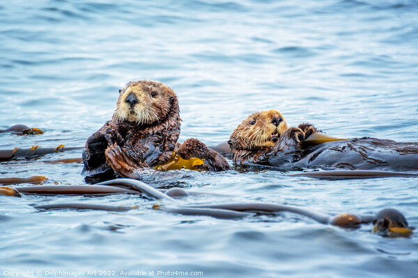 Sea otters in the ocean Picture Board by Delphimages Art