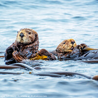 Buy canvas prints of Sea otters in the ocean by Delphimages Art