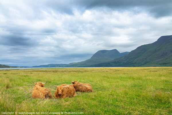 Highland cattle in North West Highlands, Scotland  Picture Board by Delphimages Art