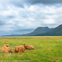 Buy canvas prints of Highland cattle in North West Highlands, Scotland  by Delphimages Art