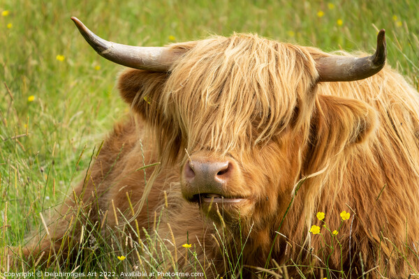 HIghland cow portrait, Scotland Picture Board by Delphimages Art