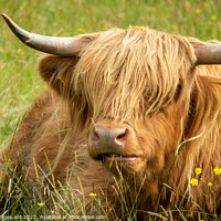Buy canvas prints of HIghland cow portrait, Scotland by Delphimages Art
