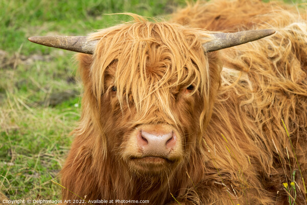 Highland cow portrait Picture Board by Delphimages Art