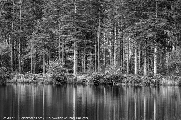 Pine tree reflections at Lochan near Glencoe, blac Picture Board by Delphimages Art