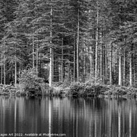 Buy canvas prints of Pine tree reflections at Lochan near Glencoe, blac by Delphimages Art