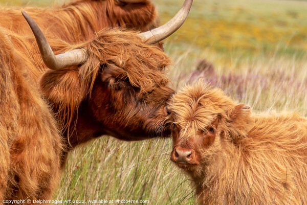 Highland cow and baby calf love portrait Picture Board by Delphimages Art
