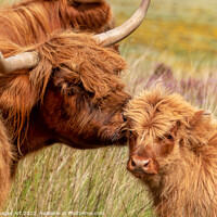 Buy canvas prints of Highland cow and baby calf love portrait by Delphimages Art