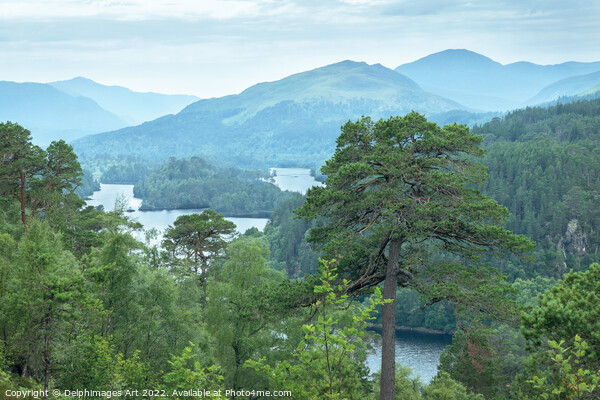 Glen Affric view point panorama on the Highlands Picture Board by Delphimages Art