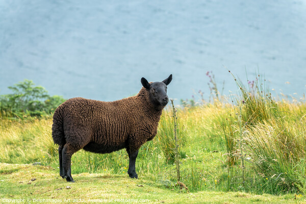 Black sheep in a meadow in the Highlands, Scotland Picture Board by Delphimages Art