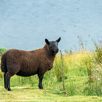 Buy canvas prints of Black sheep in a meadow in the Highlands, Scotland by Delphimages Art