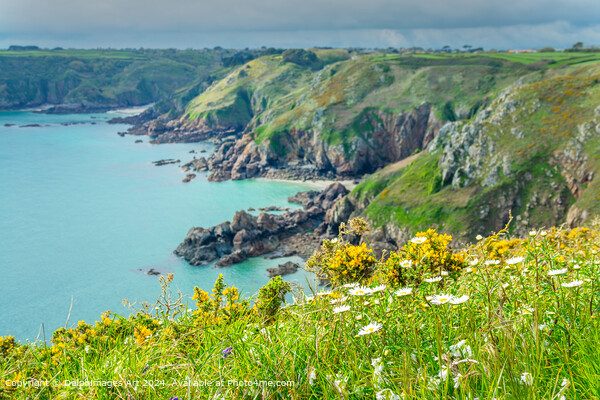 Spring landcape in Guernsey. Broom, daisies and wildflowers in spring on the cliffs of Icart Point Picture Board by Delphimages Art