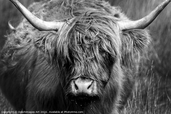 Highland cow close portrait, black and white Picture Board by Delphimages Art