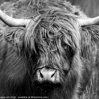 Buy canvas prints of Highland cow close portrait, black and white by Delphimages Art