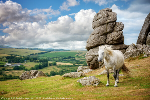 Dartmoor landscape with a white pony, Devon Picture Board by Delphimages Art