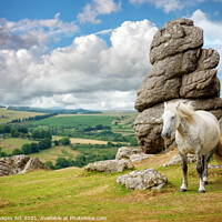 Buy canvas prints of Dartmoor landscape with a white pony, Devon by Delphimages Art