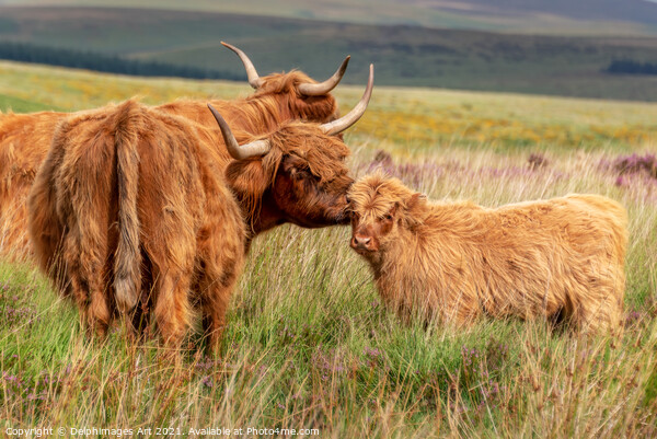 Highland cow and calf in Dartmoor, Devon Picture Board by Delphimages Art