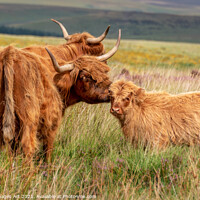 Buy canvas prints of Highland cow and calf in Dartmoor, Devon by Delphimages Art