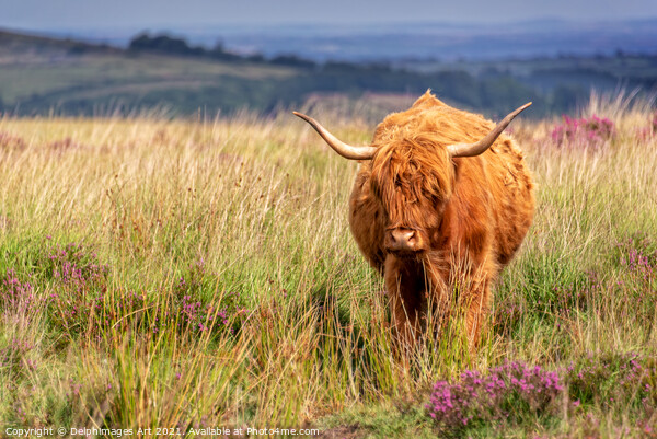Highland cow in the moor in Dartmoor, Devon Picture Board by Delphimages Art