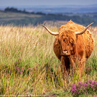 Buy canvas prints of Highland cow in the moor in Dartmoor, Devon by Delphimages Art