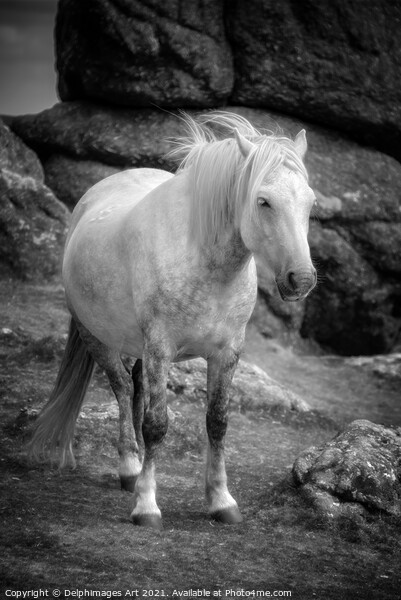 Dartmoor pony, black and white Picture Board by Delphimages Art