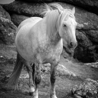 Buy canvas prints of Dartmoor pony, black and white by Delphimages Art