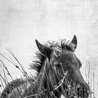 Buy canvas prints of Dartmoor pony foal, black and white  by Delphimages Art
