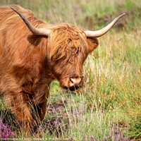 Buy canvas prints of Portrait of a Highland cow by Delphimages Art