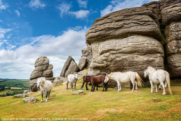 Herd of Dartmoor Ponies near Saddle Tor, Devon Picture Board by Delphimages Art