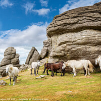 Buy canvas prints of Herd of Dartmoor Ponies near Saddle Tor, Devon by Delphimages Art