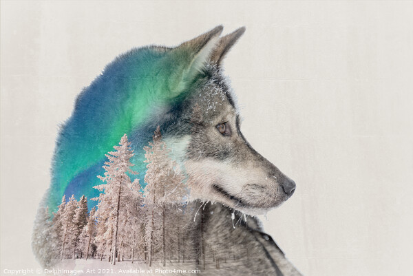 Double exposure husky dog and snowy landscape Picture Board by Delphimages Art