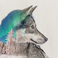 Buy canvas prints of Double exposure husky dog and snowy landscape by Delphimages Art
