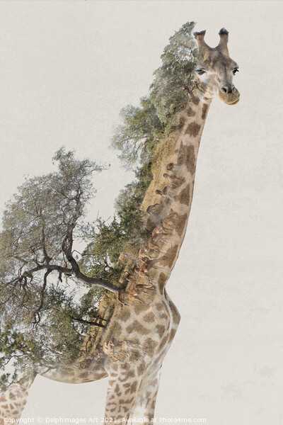 Double exposure giraffe and savannah landscape Picture Board by Delphimages Art