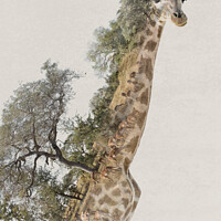 Buy canvas prints of Double exposure giraffe and savannah landscape by Delphimages Art