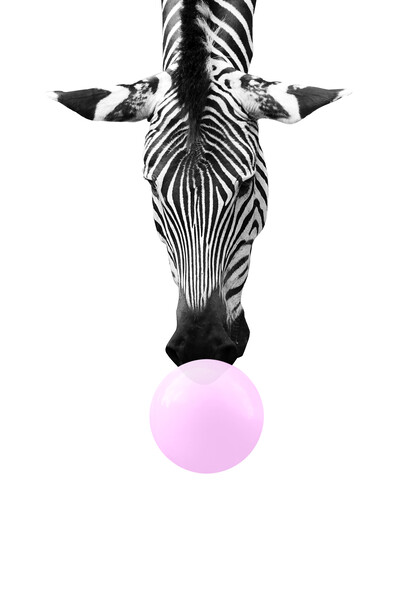 Bubble gum zebra, funny animal Picture Board by Delphimages Art