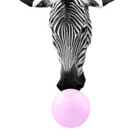 Buy canvas prints of Bubble gum zebra, funny animal by Delphimages Art