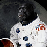 Buy canvas prints of Astronaut chimp portrait by Delphimages Art