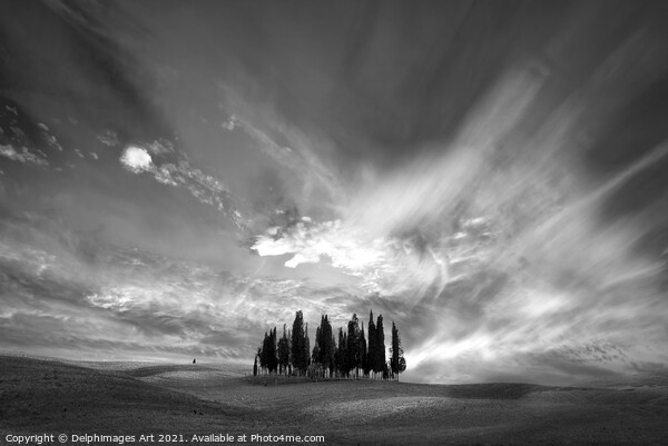 Tuscan landscape. Cypress trees cluster Picture Board by Delphimages Art