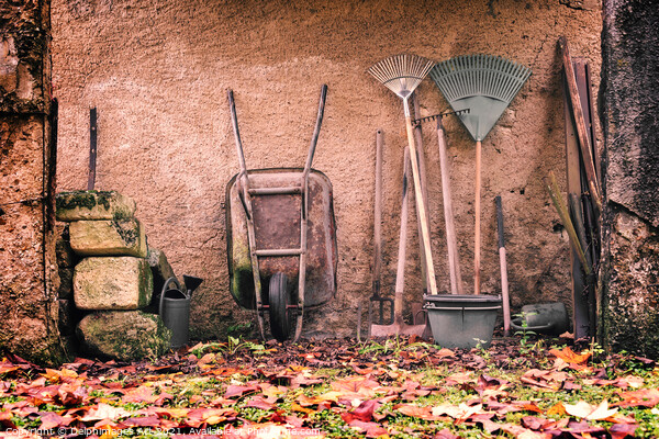Rustic garden tools against a wall in autumn Picture Board by Delphimages Art
