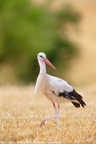 White Stork (Ciconia ciconia) Picture Board by Dirk Rüter