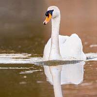 Buy canvas prints of Mute swan (Cygnus olor) by Dirk Rüter