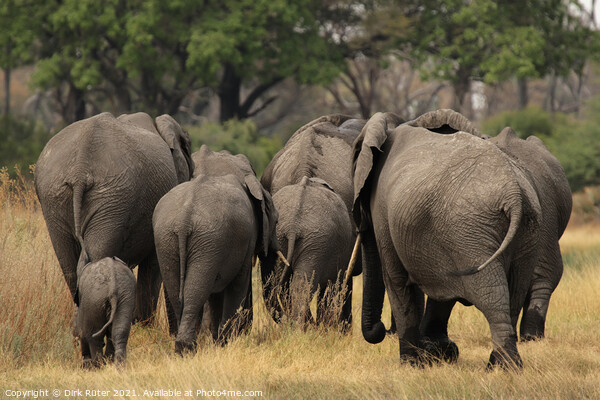 Elephants in the Okavango Delta Picture Board by Dirk Rüter