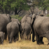 Buy canvas prints of Elephants in the Okavango Delta by Dirk Rüter