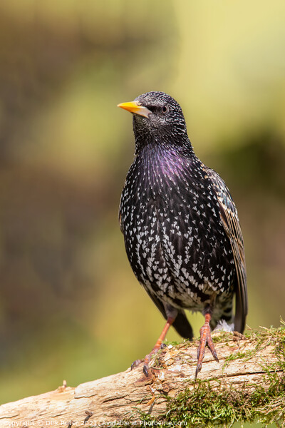 Common starling (Sturnus vulgaris) Picture Board by Dirk Rüter