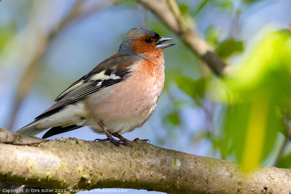 Common Chaffinch (Fringilla coelebs) Picture Board by Dirk Rüter