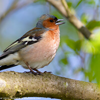 Buy canvas prints of Common Chaffinch (Fringilla coelebs) by Dirk Rüter