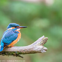 Buy canvas prints of Eurasian kingfisher (Alcedo atthis) by Dirk Rüter