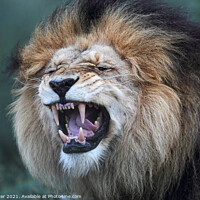 Buy canvas prints of Lion (Panthera leo) by Dirk Rüter