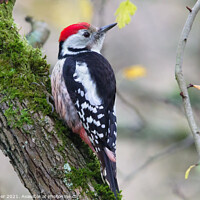 Buy canvas prints of Middle Spotted Woodpecker (Dendrocoptes medius) by Dirk Rüter